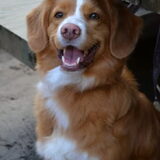 Foto van Sigrid, Sandy, Diva & Nala