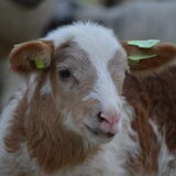 Foto van Suus & baasje
