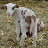 Foto van Suus & baasje