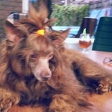 Foto van Amaya Mama Mia Amore