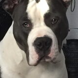 Foto van Lenny