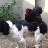 Foto van thebarkingstars