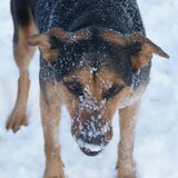 Koda is zo gek op de sneeuw:)