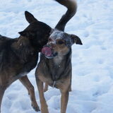 Foto van Joyce, Koda, Skippy en Beertje:)