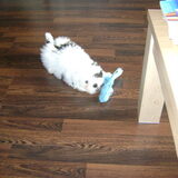 Bobby is hier aan het spelen met zijn Kong Wubba, dit is op dit moment…