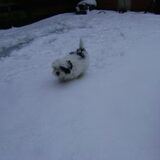 Bobby is lekker in de sneeuw wezen spelen. Eerst was hij angstig, maar…