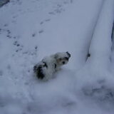Lekker in de sneeuw.