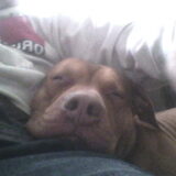 red nose reu pittbull van 19 maanden oud en gratis ter dekking…