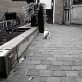 In de tuin.