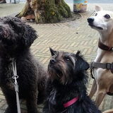 Foto van Ciska en Spanjaardje Moh (Bambi r.i.p.)