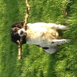 Foto van thebarkingstars