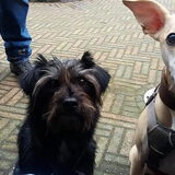 Foto van Ciska en Spanjaardje Moh (Bambi r.i.p.)