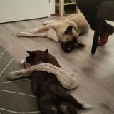 Foto van Jackie en Kiba:)