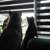Foto van Jackie en Kiba:)