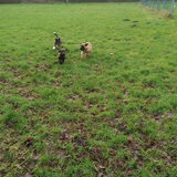 Foto van Jackie en Kiba:)