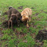 Foto van Jackie en Kiba:)