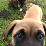 Foto van Jackie en Kiba:)