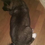 Foto van Jackie en Kiba:)