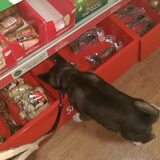 Foto van Jackie en Kiba:)