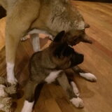Foto van Jackie en Kiba:)