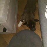 Foto van Jackie en Kiba:)