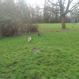Foto van Jackie en Kiba:)