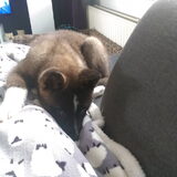 Foto van Jackie en Kiba:)