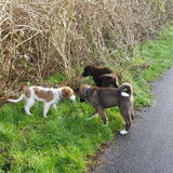 Foto van Jackie en Kiba:)