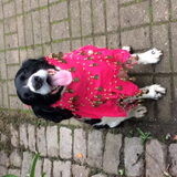 Foto van thebarkingstars