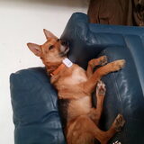 Chillywilly