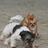 Foto van Lisa; Bobbie, Bentley & Lilly