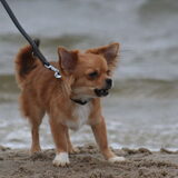 Foto van Lisa; Bobbie, Bentley & Lilly