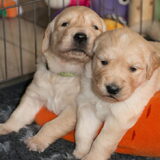 2 zusjes van Lily