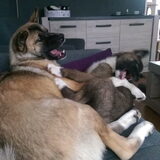 Foto van Jackie en Kiba:)