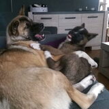 Foto van Jackie en Kiba:)