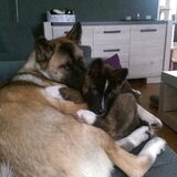 Foto van Jackie en Kiba:)