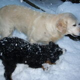 Foto van Lisa & doggs