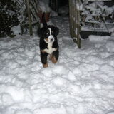 Foto van Lisa & doggs