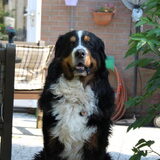 Mijn lieve grote vriend Blues.