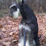 Joey is hier 7 maanden oud