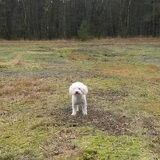 Foto van sylvia