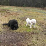 Foto van sylvia