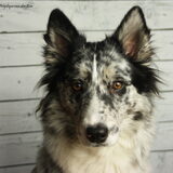 Foto van Angelique; Bruno, Charlie & Fenna