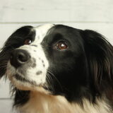 Foto van Angelique; Bruno, Charlie & Fenna