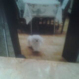 Myn lieve queenie