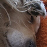 Een poot van Bobbie!