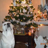 Hummers eerste kerst.
