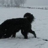 Foto van sylvia