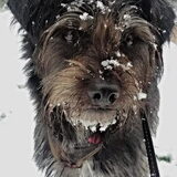 Foto van Ciska en Spanjaardje Moh (Bambi r.i.p.)