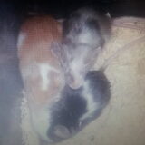 Foto van Jenny & Aston